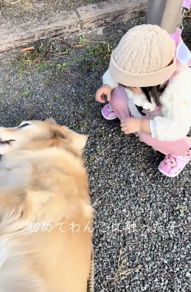 女の子「さわってみたい…」