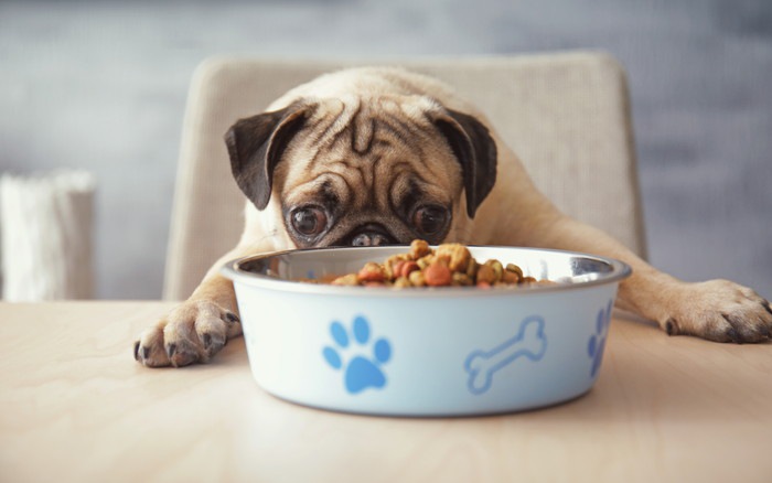 ご飯を見つめる犬