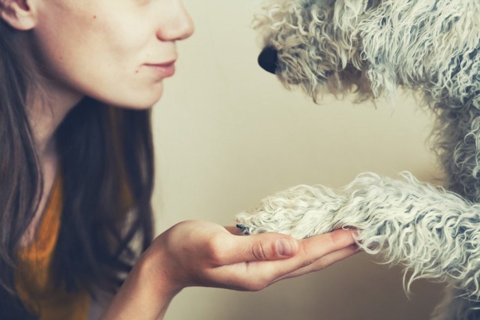 女性にお手をしている犬