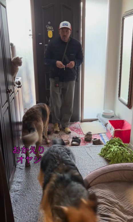 大型犬たちのお出迎え6