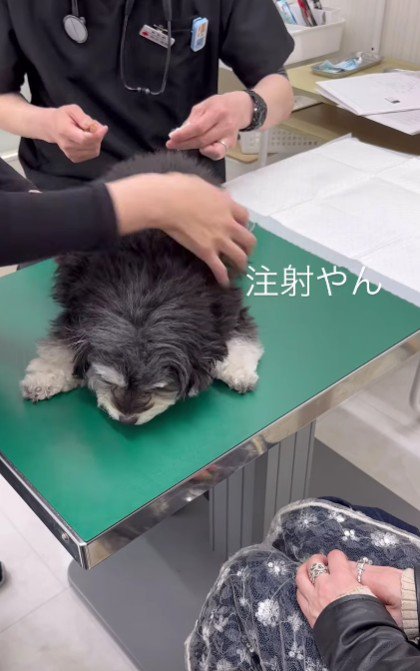注射も頑張った！