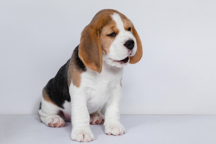 口元がお喋りしているようなビーグルの子犬