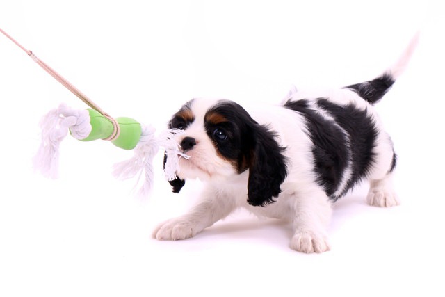 おもちゃを噛んで引っ張っている犬