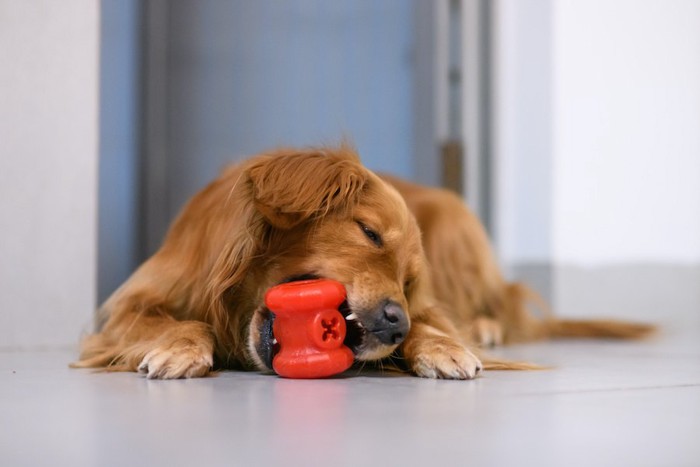 床に伏せてオモチャで遊ぶ犬