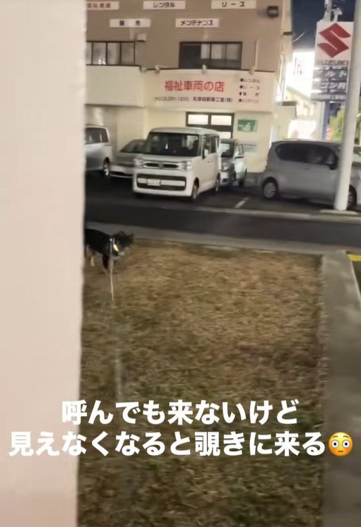 飼い主さんが隠れた時のめかぶ君2