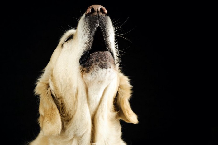 上を向いて遠吠えする犬