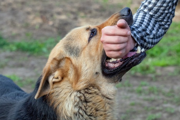 噛みつく犬