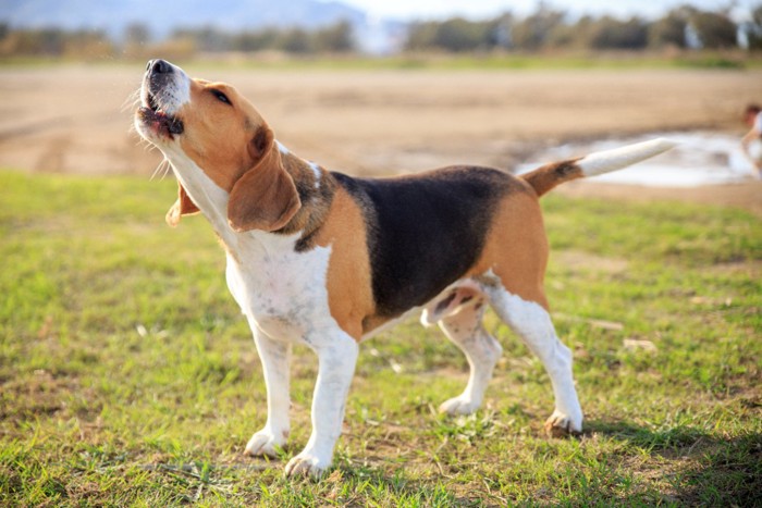 吠えるビーグル犬