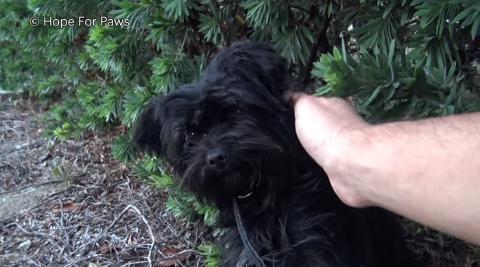 人を横目で見上げる犬