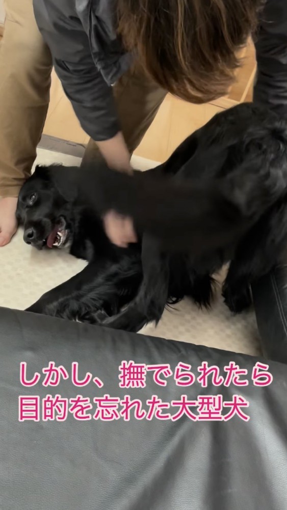 尻尾を振って撫でられる犬