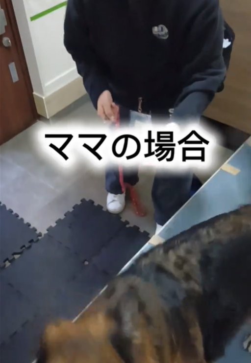 散歩に行こうとする犬