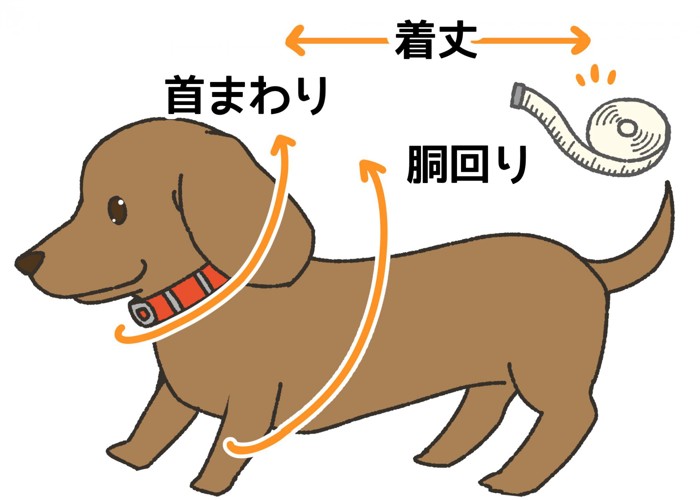 犬の首まわり、胴回り、好みの着丈を測る