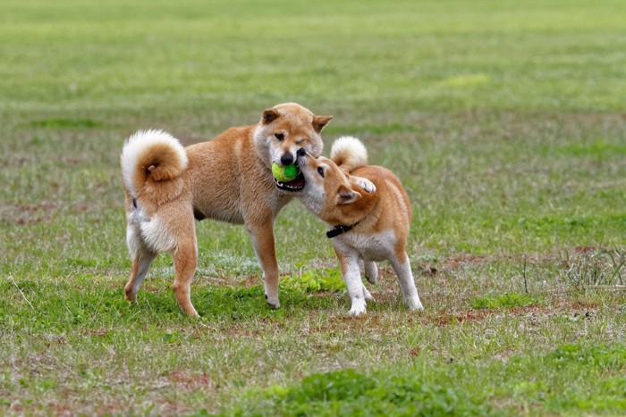 ボールを奪おうとする犬、柴犬2匹