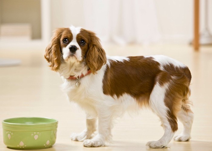 お皿と犬