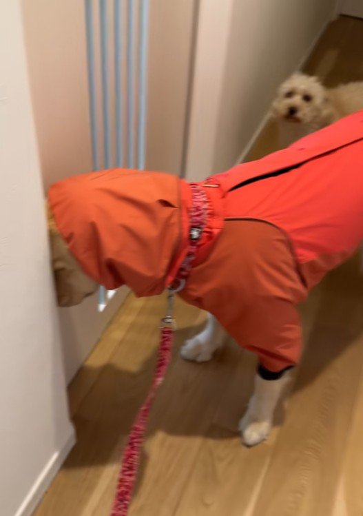 ゴールデンレトリバーのさくちゃん