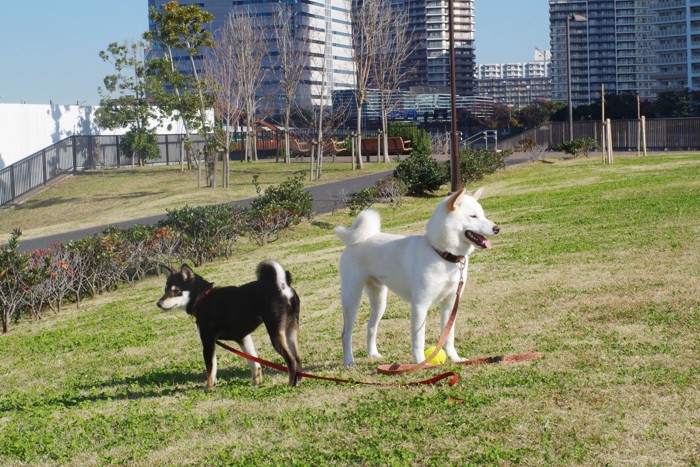 芝生スペースに犬二頭、背景にマンション