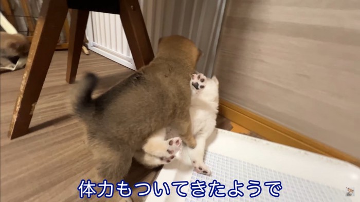 生後35日目の赤ちゃん犬たち3