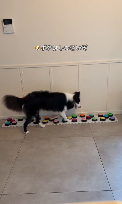 飼い主さんを呼び続けるサンゴくん4