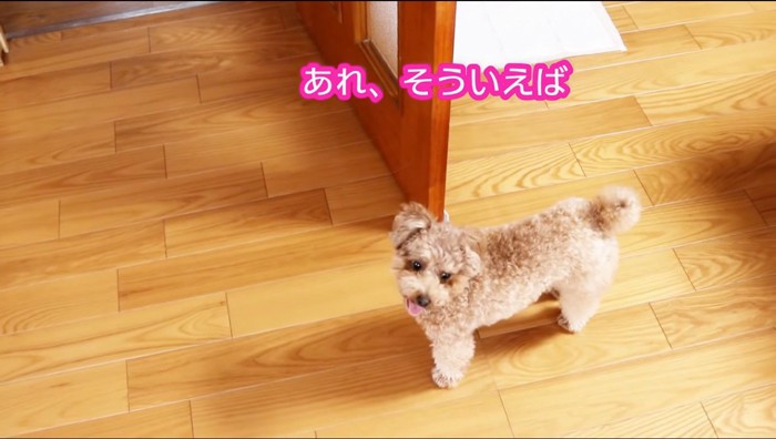 家の中を歩き回る犬