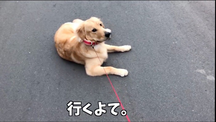 飼い主に声をかけられる犬