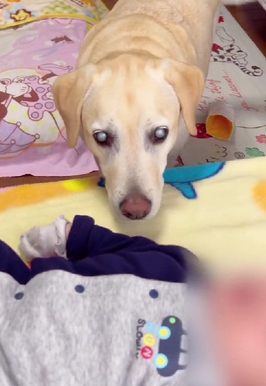 赤ちゃんのベッドへ