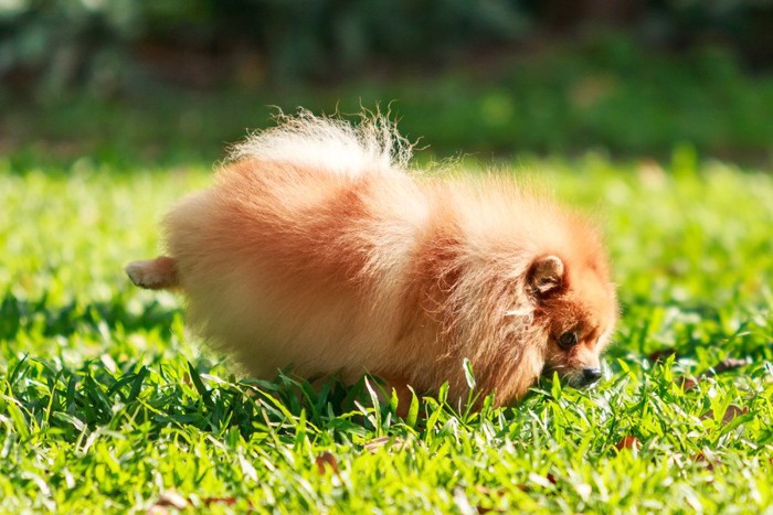 オシッコをする犬