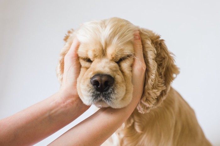 飼い主に顔を手で包まれて目をつむっている犬