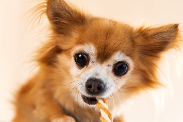 おやつを食べている犬