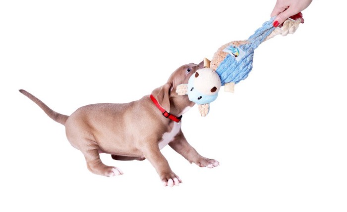 おもちゃを引っ張る犬