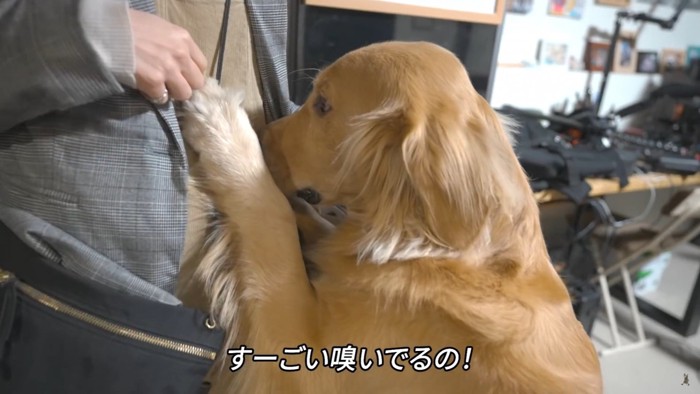 これ…他の犬だよね…