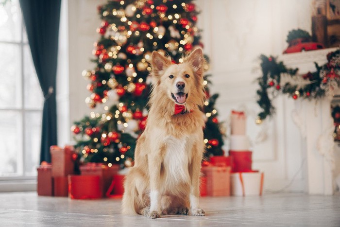 クリスマスツリーの前に座る犬