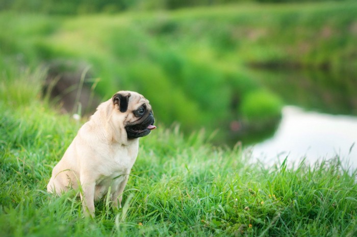 川の近くの草むらに座っている犬