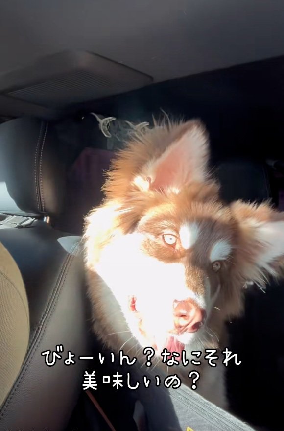 首をかしげる琥珀くん2