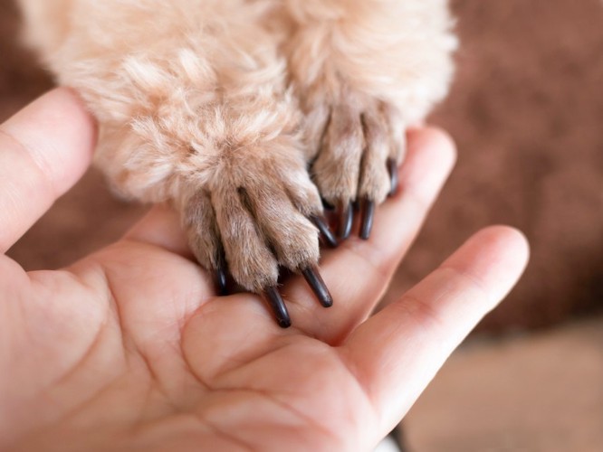 飼い主の手のひらに乗せられたトイプードルの手