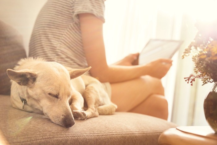 飼い主の横で寝る犬