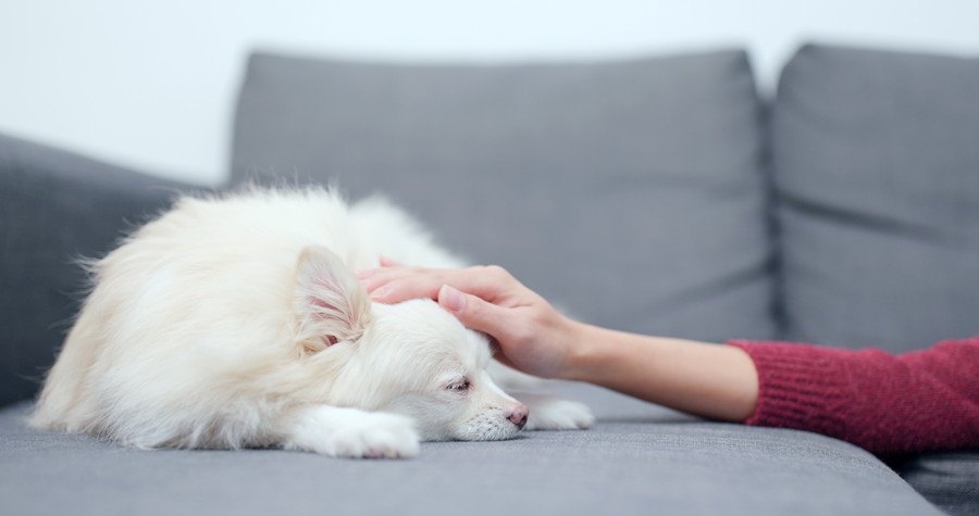 頭を撫でられる犬