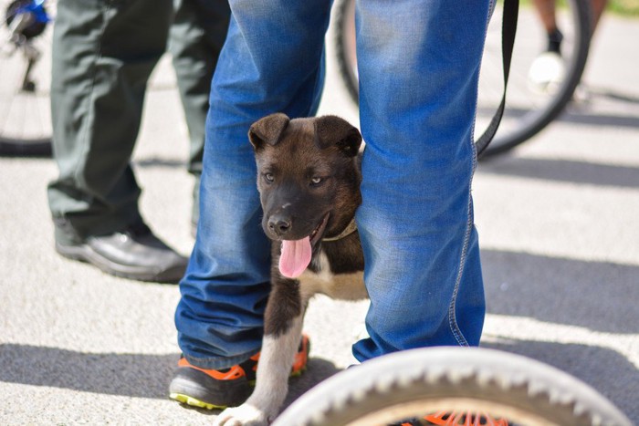 人の足の間にいる犬