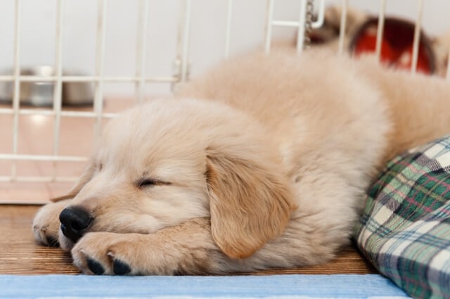 ゲート内で寝る犬