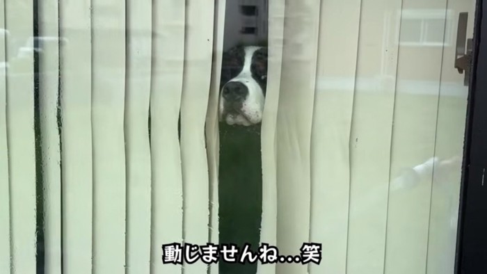 窓越しに水をかけられても動じないどんちゃん