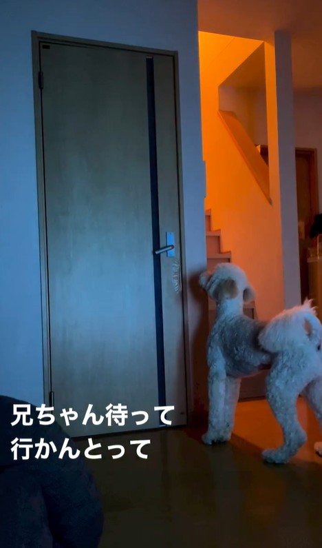 ますお君の人間のような行動6