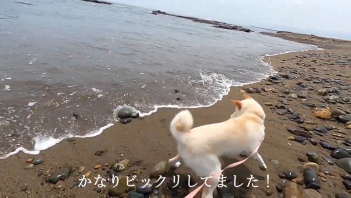 ビビって必死に避ける姿が愛おしい