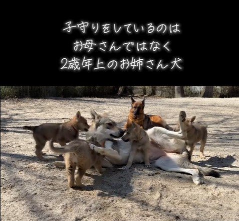 お姉さん犬と子犬たち2