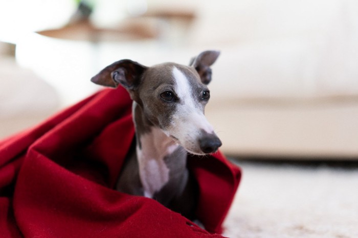 ブランケットに包まる犬