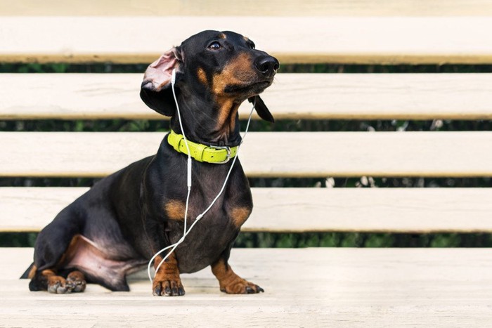 音楽を聴く犬