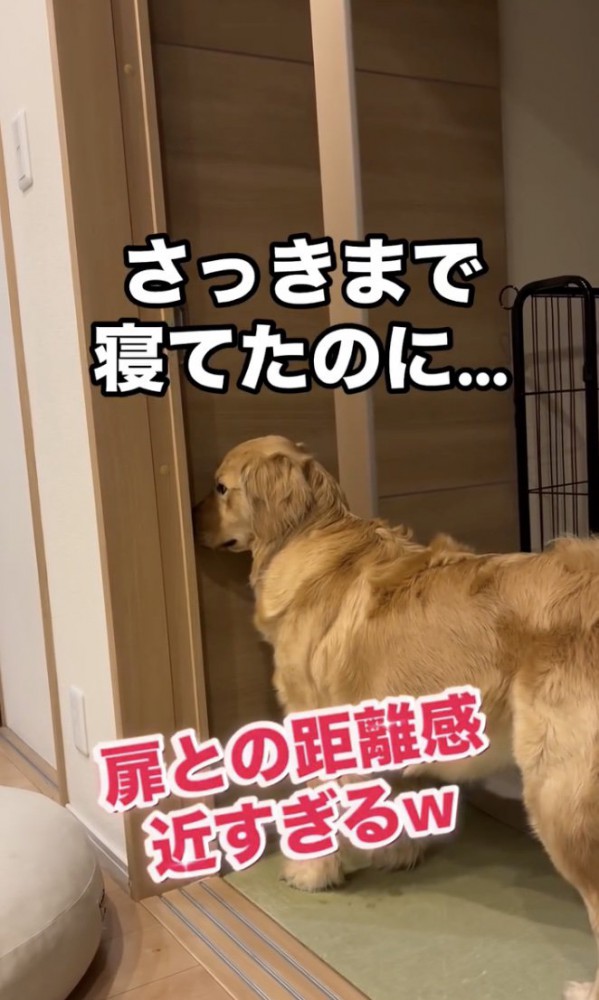 猛アピールがスタート