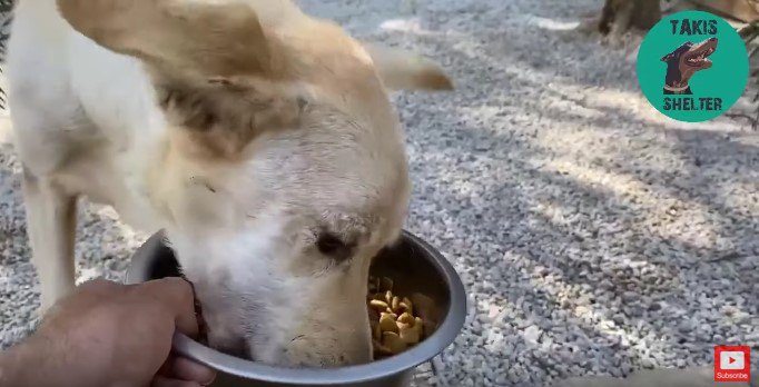 食べる犬