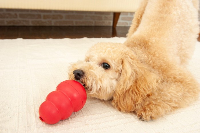 コングでひとり遊びする犬