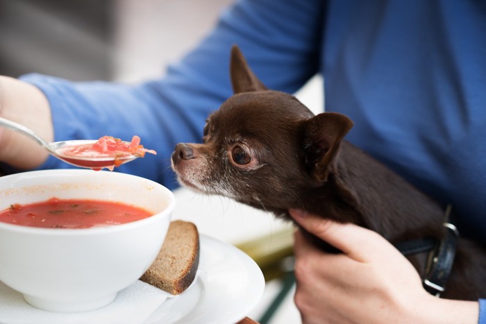 犬がテーブルについている