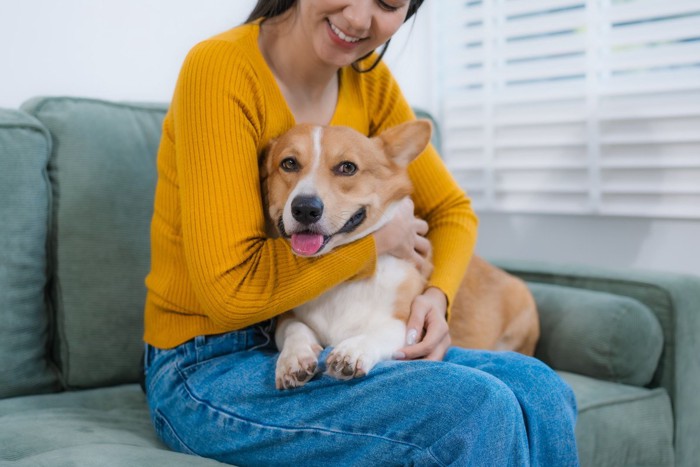 膝に乗る犬