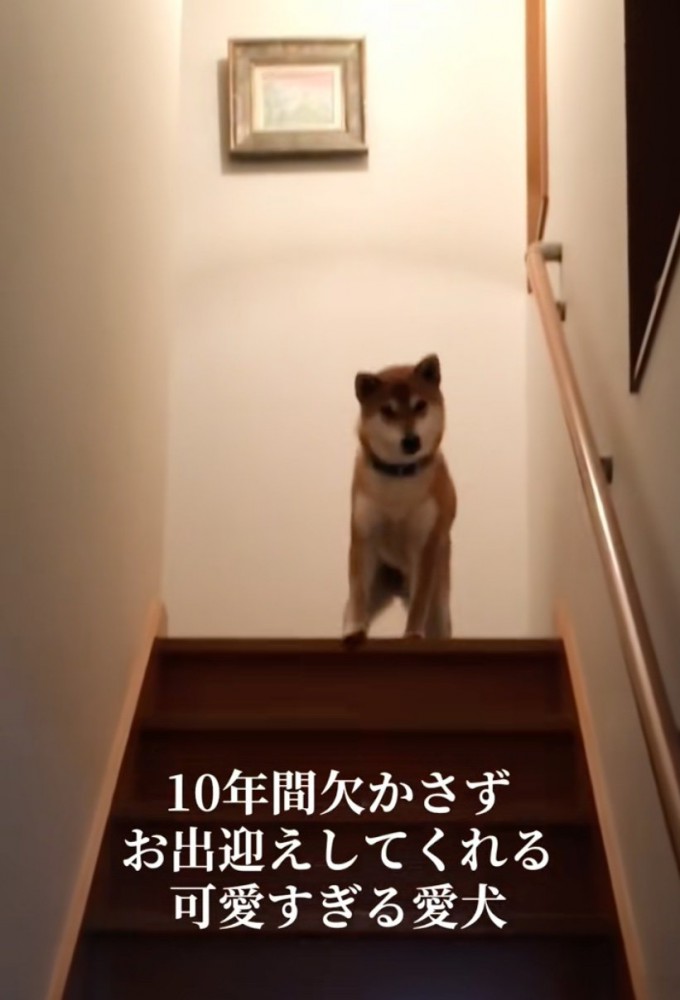 階段上で待つ柴犬